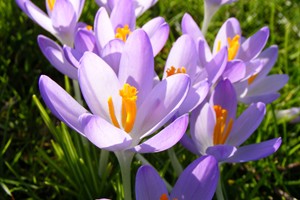 crocussen in park