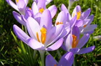 crocussen in park