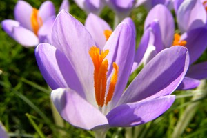 crocus