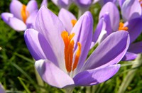 crocus