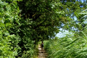 wandelen tussen riet en hagewinde op Bergse Pad