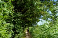 wandelen tussen riet en hagewinde op Bergse Pad