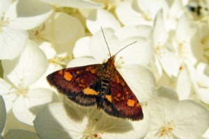 Muntvlindertje op hortensia