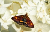 Muntvlindertje op hortensia, Ankeveen, Muntvlindertje