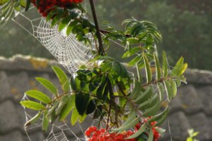 spinnenwebben in ochtenddauw