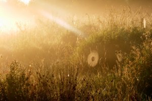 Ochtendzon in lage mist