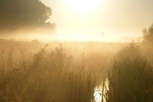 Ochtendzon in lage mist