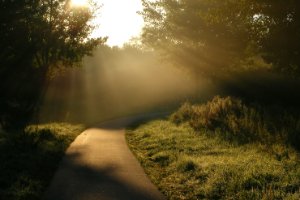 ochtendzon in lage mist