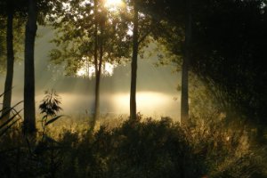 Ochtendzon in lage mist