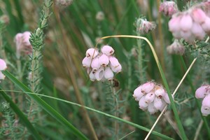 Rovertsche Heide