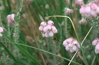 Rovertsche Heide