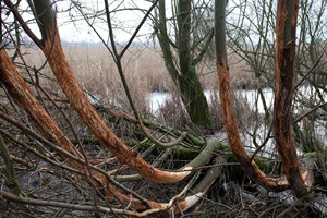 Vraatsporen aan bomen in de Oostvaardersplassen