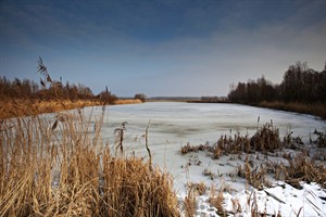 winter in de Oostvaardersplassen