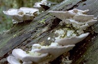 zwam in het alphense bos, bij de zegerplas in alphen aan den rijn, zwam