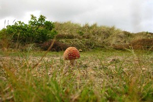 Vliegenzwam op Terschelling