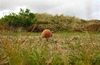 Vliegenzwam op Terschelling