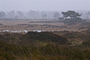 Grenspark Kalmthoutse heide