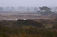 Grenspark Kalmthoutse heide, Grenspark De Kalmthoutse Heide ,  op de heide 