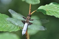 libelle, zwartegat, Platbuik