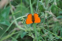 vlinder, onbekend, Morgenrood