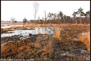 strijbeekse heide