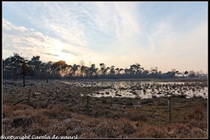 strijbeekse heide