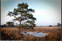 strijbeekse heide