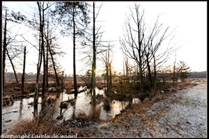 strijbeekse heide