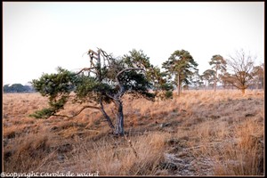 strijbeekse heide