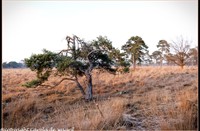 strijbeekse heide