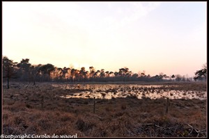 strijbeekse heide