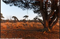 strijbeekse heide