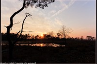 strijbeekse heide, strijbeekse heide