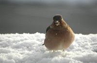 Vink, De Mantelinge