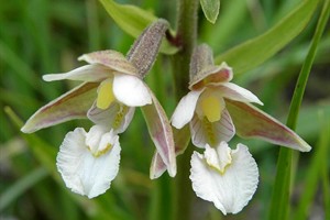 Moeraswespenorchis