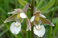 Moeraswespenorchis, Schotsman Natuurgebied nabij het Veerse Meer