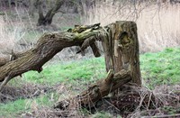 Omgevallen boom in de Visserijgriend, Visserijgriend, Boom