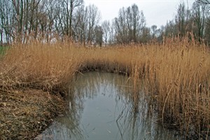 Rietkraag in de Visserijgriend