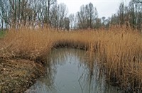 Rietkraag in de Visserijgriend, Visserijgriend, Rietkraag