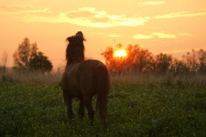 Konik Hengst