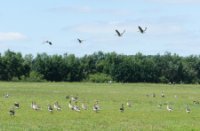 vogels, Brabantse Biesbosch, H Bremer