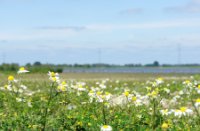 bloemen, Brabantse Biesbosch, H Bremer