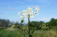 bloemen, Brabantse Biesbosch, H Bremer