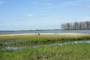 Biesbosch