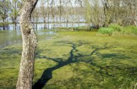 Schaduw, Brabantse Biesbosch, H Bremer