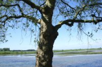 boom, Brabantse Biesbosch, H Bremer