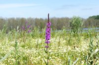 purple, Brabantse Biesbosch, H Bremer