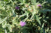 stekel, Brabantse Biesbosch, H Bremer