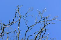 Blue, Brabantse Biesbosch, H Bremer