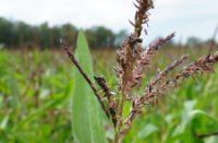 mais, Natuurgebied Loevestein-Munnikenland, H Bremer